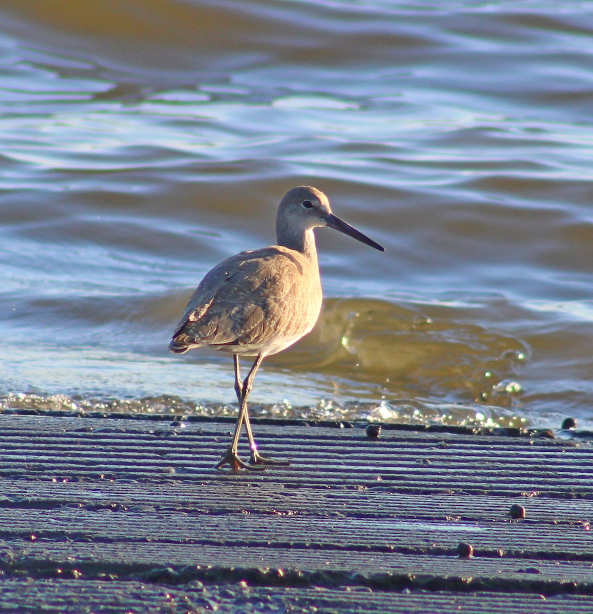 Willet - ML641771840