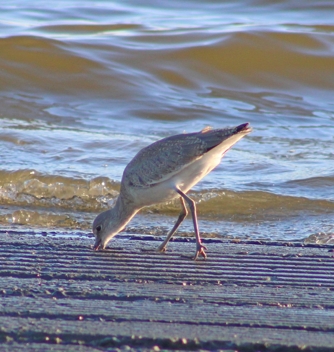 Willet - ML641771841
