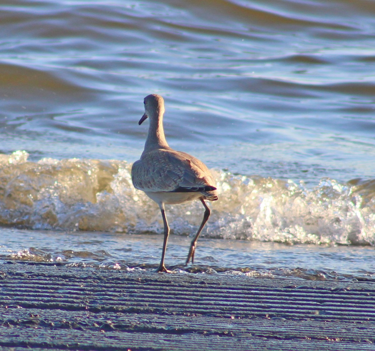 Willet - ML641771842