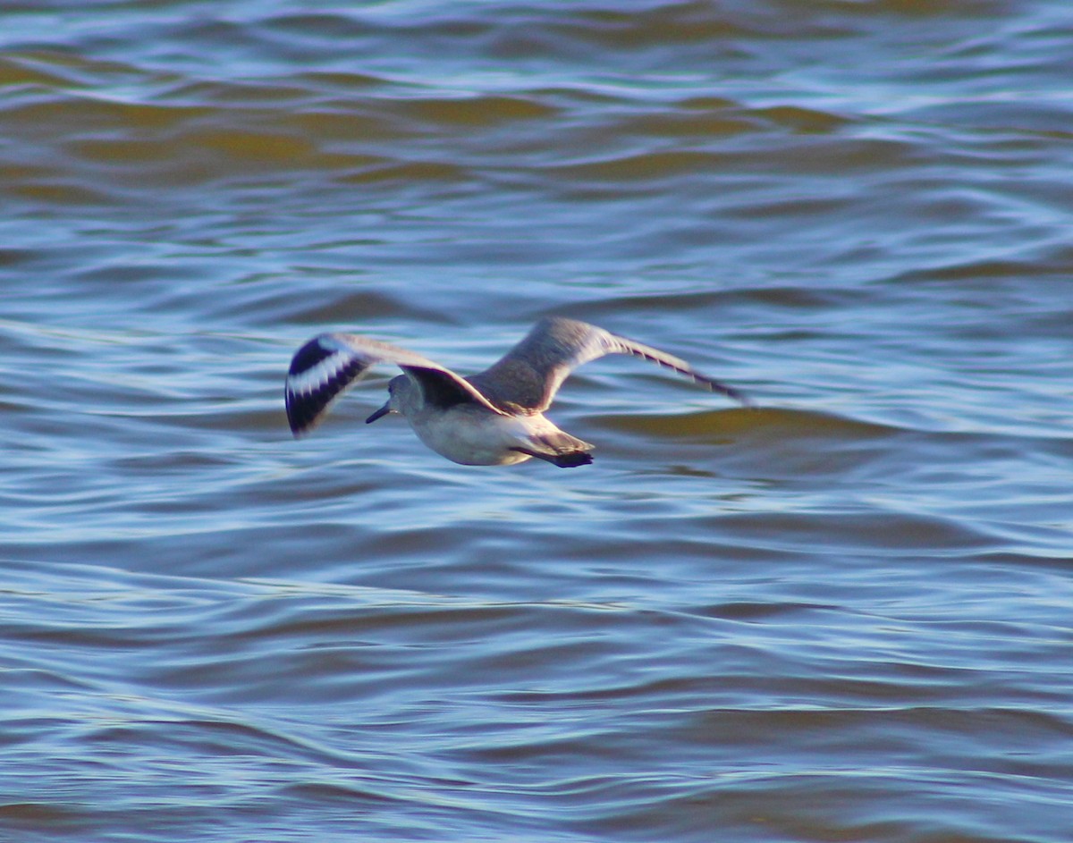 Willet - ML641771843