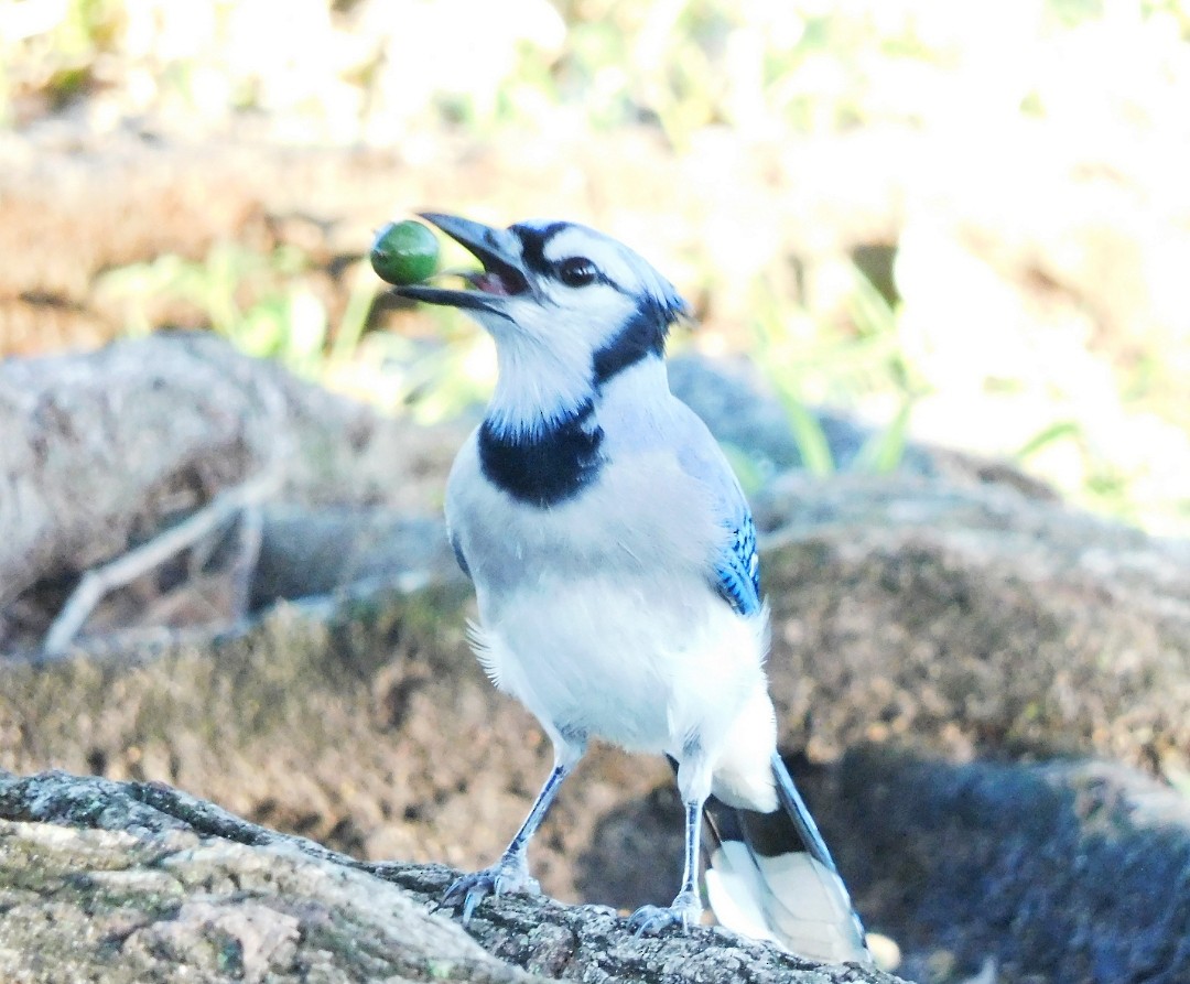 Blue Jay - ML641771845
