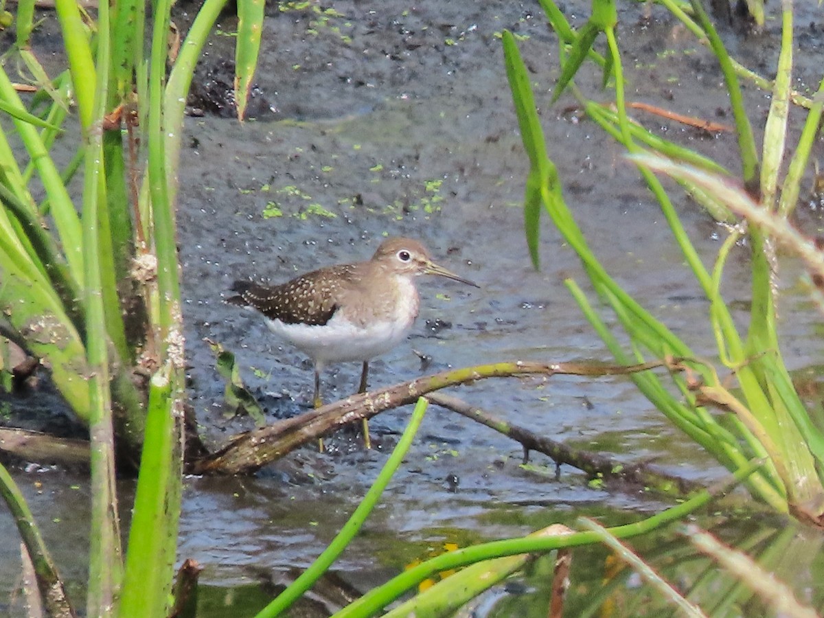 Solitary Sandpiper - ML641771850