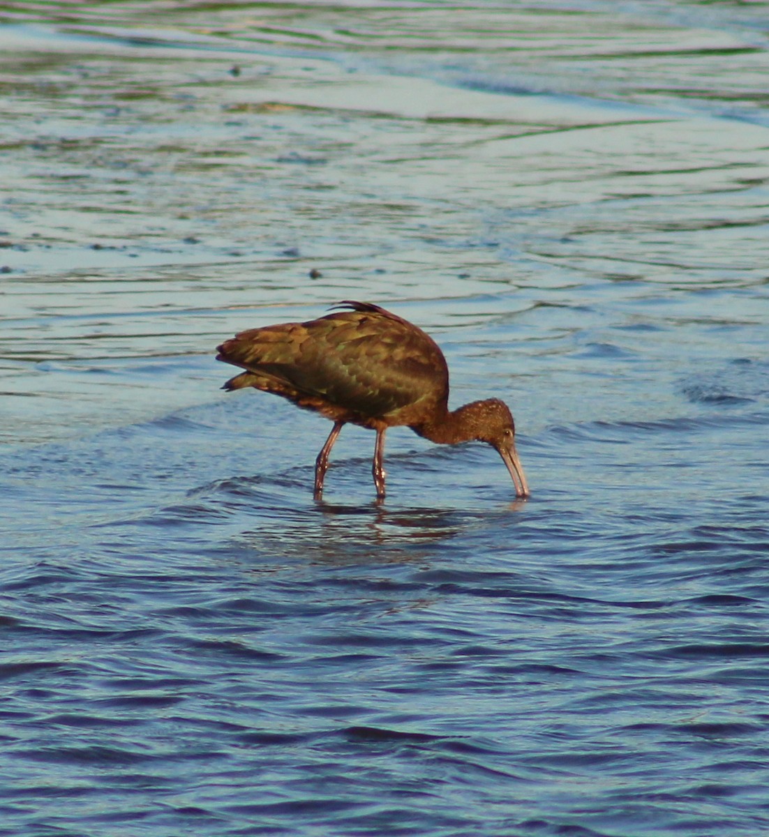 Glossy Ibis - ML641771852