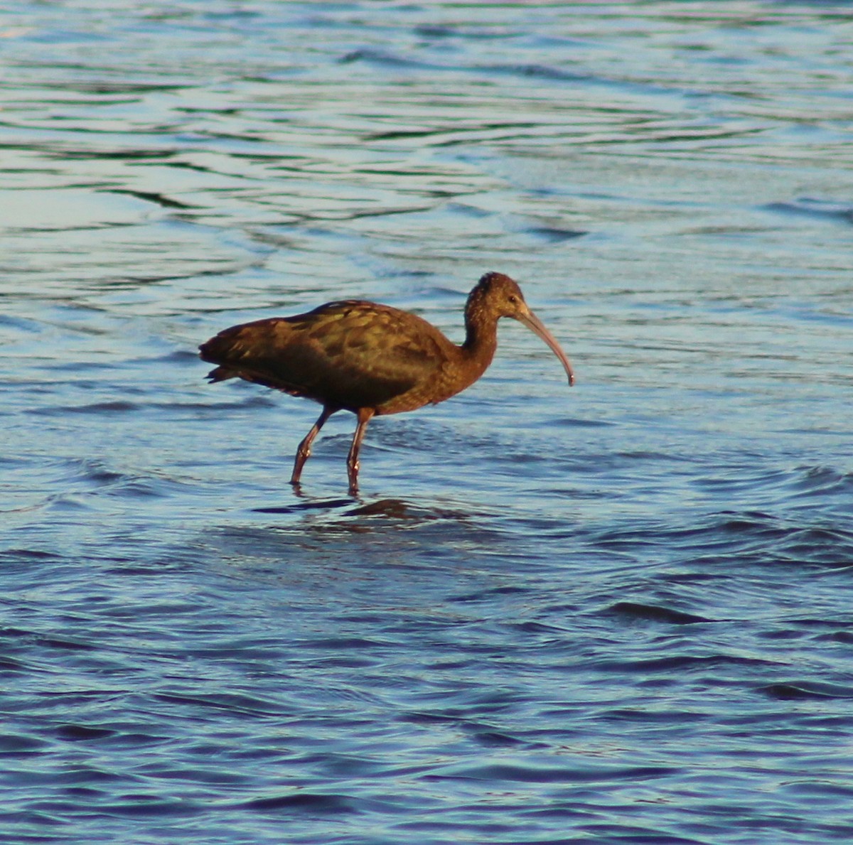 Glossy Ibis - ML641771853