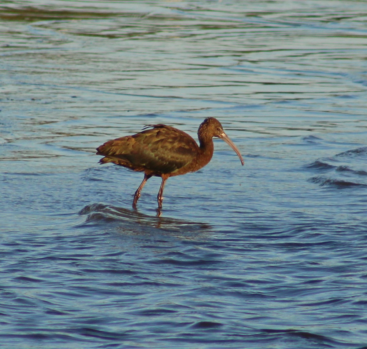 Glossy Ibis - ML641771854