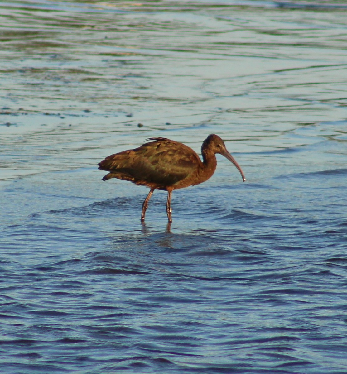 Glossy Ibis - ML641771855