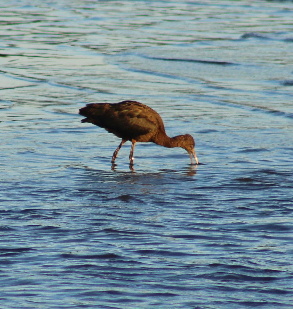 Glossy Ibis - ML641771856