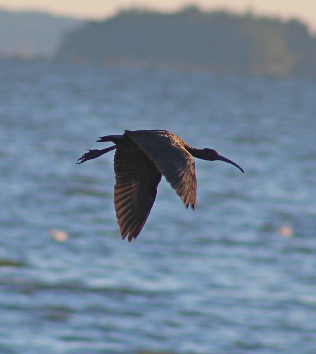 Glossy Ibis - ML641771857