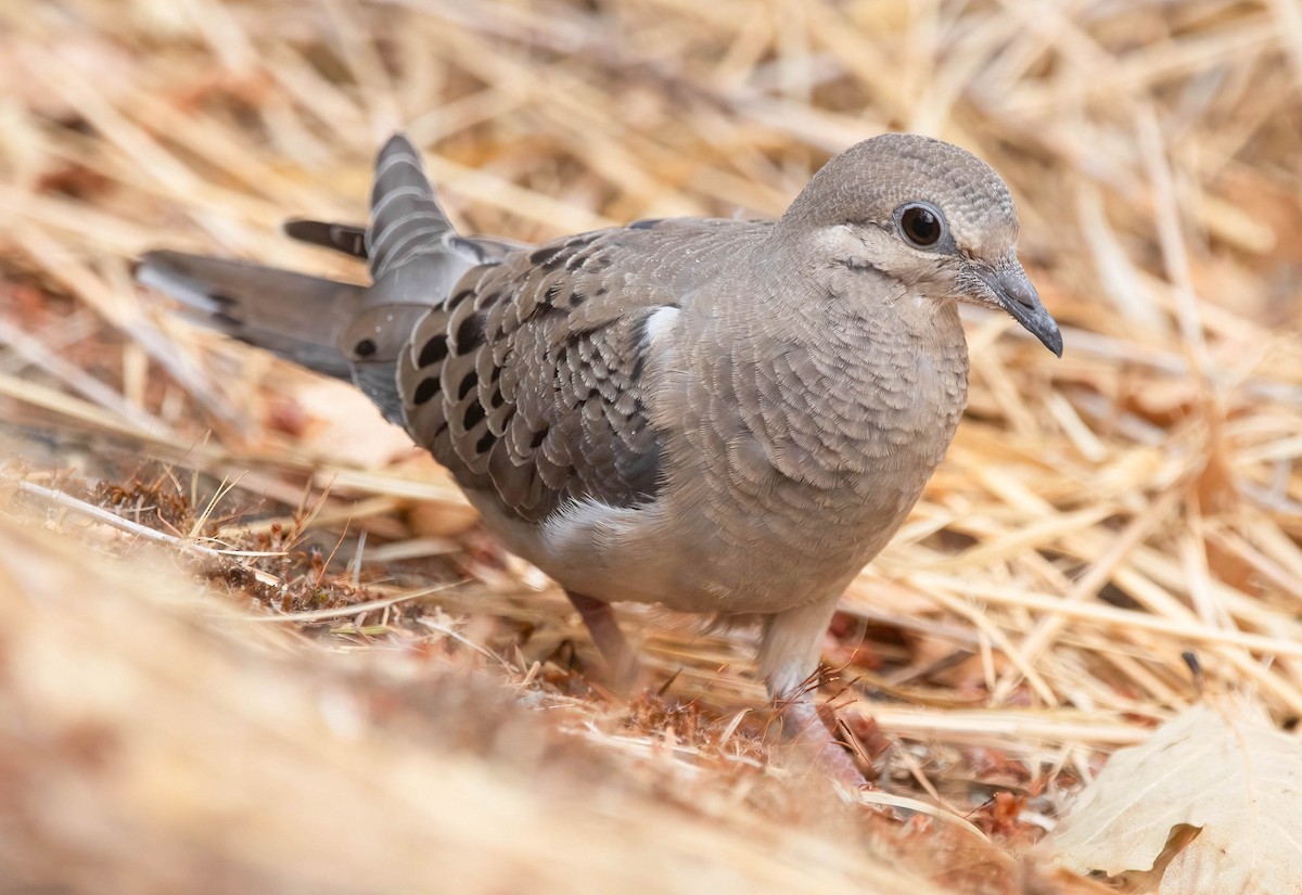 Mourning Dove - ML641771872