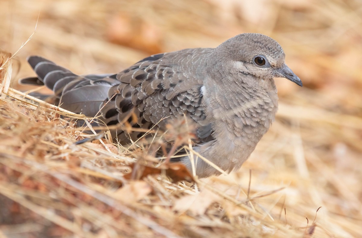 Mourning Dove - ML641771873