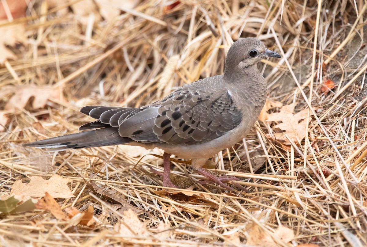 Mourning Dove - ML641771874