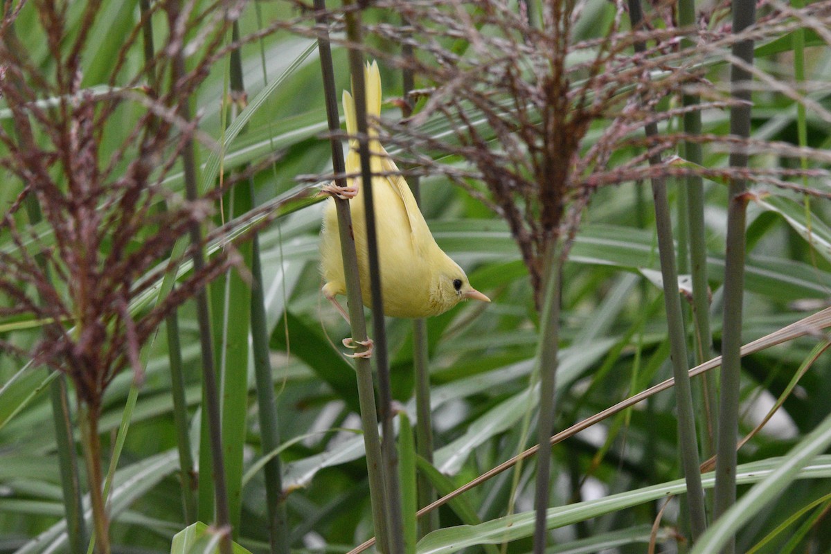 lesňáček žlutohrdlý - ML641771879