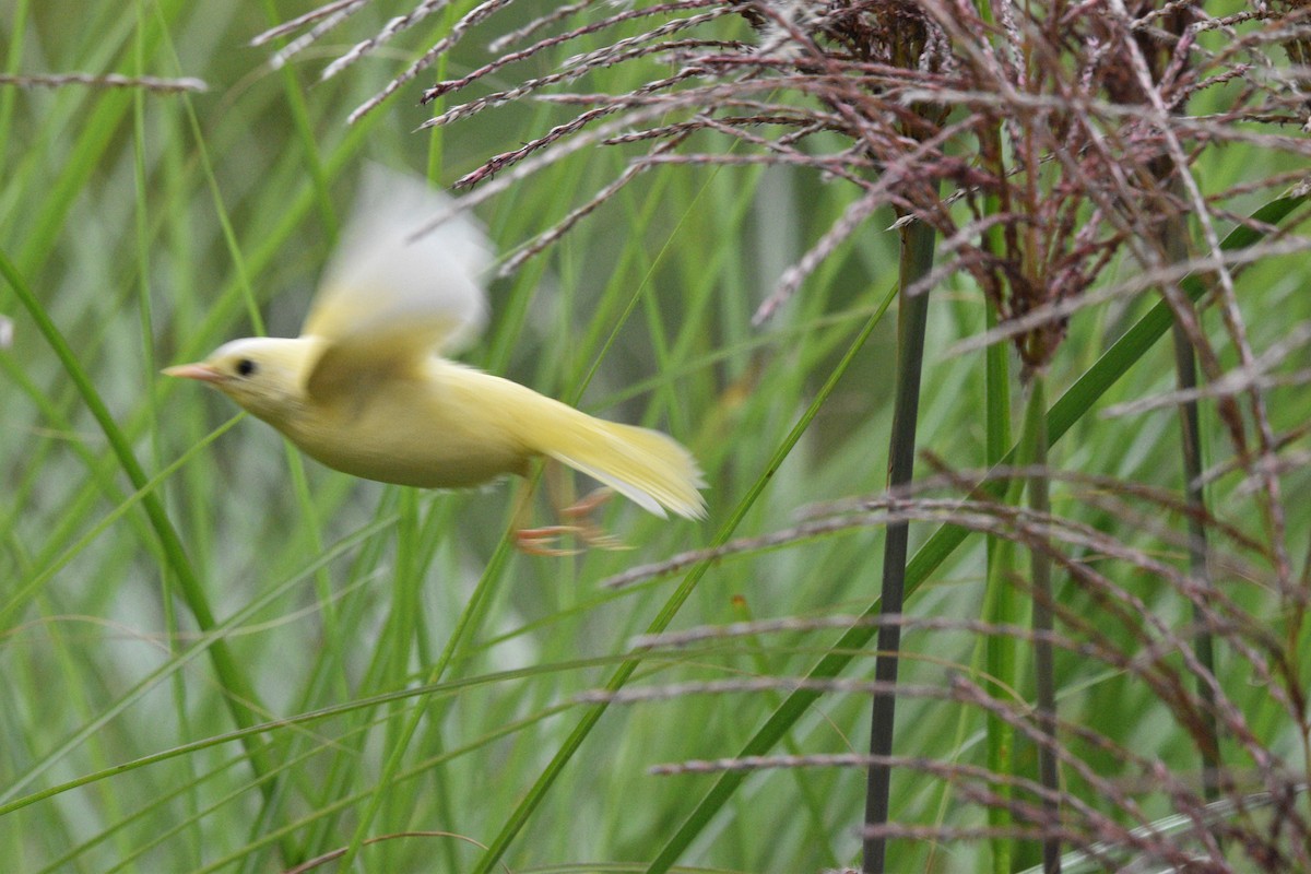 lesňáček žlutohrdlý - ML641771880