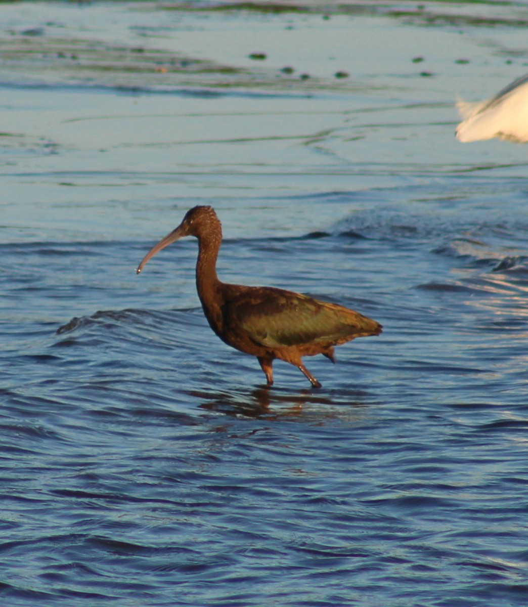 Glossy Ibis - ML641771881