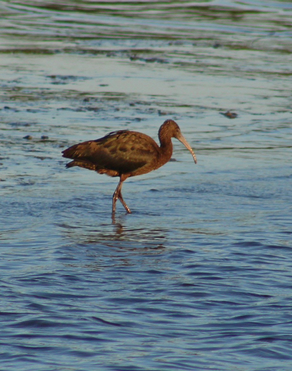 Glossy Ibis - ML641771882