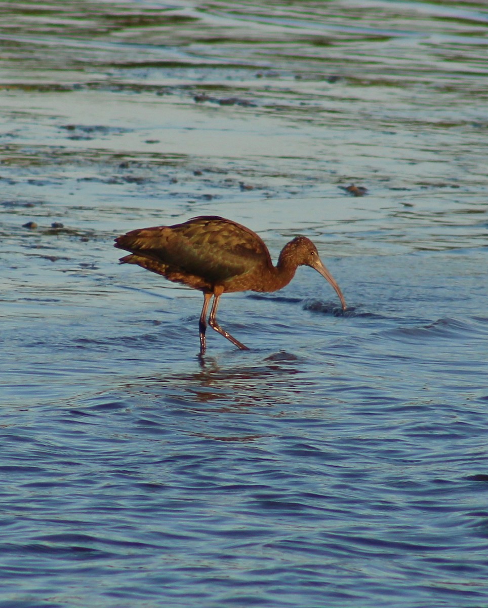 Glossy Ibis - ML641771883
