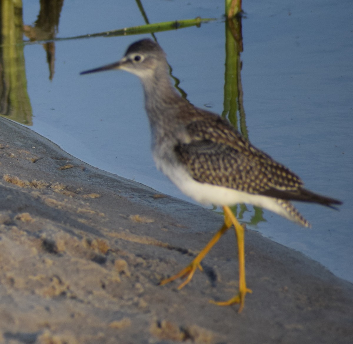 Lesser Yellowlegs - ML641771897