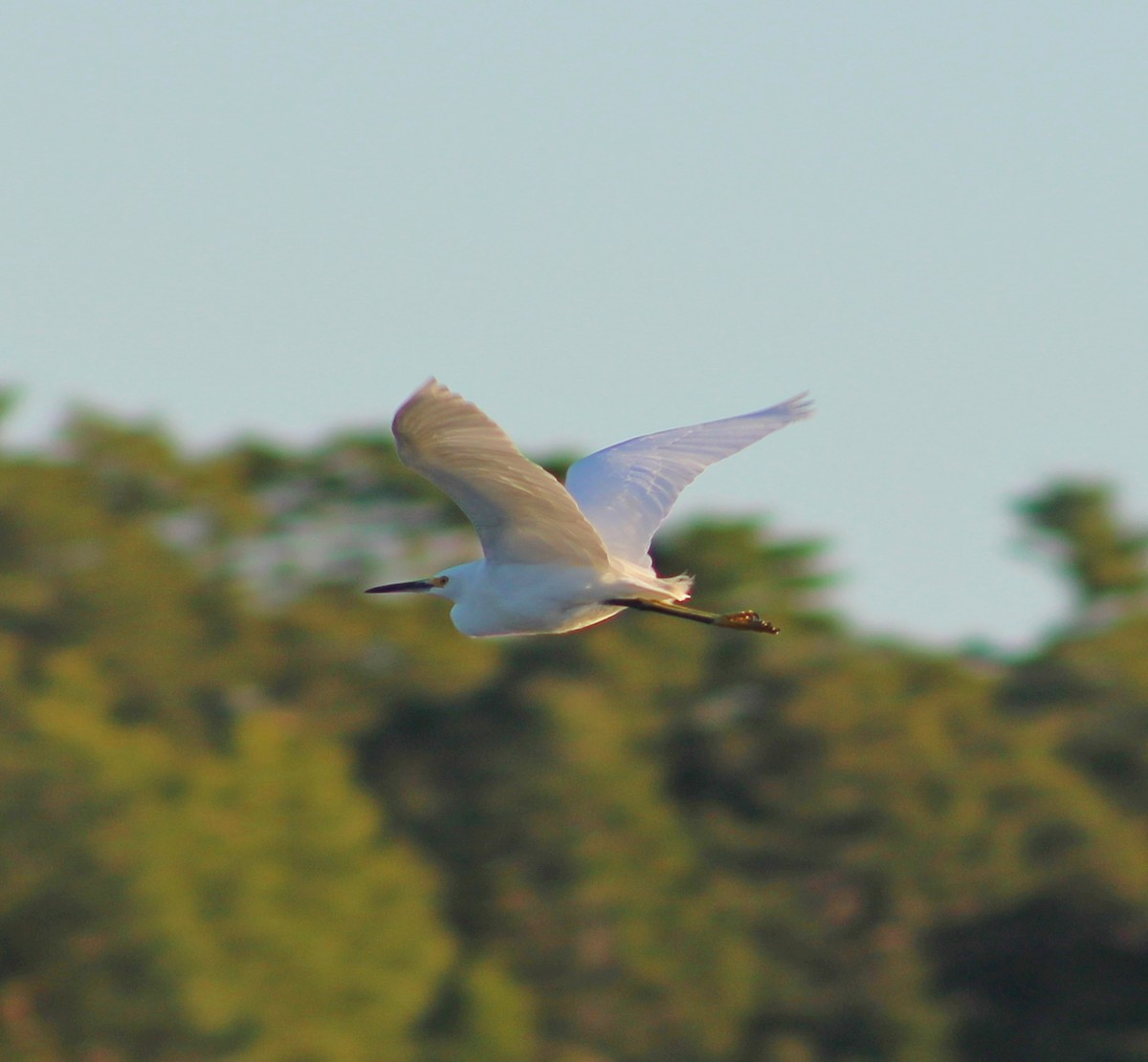 Snowy Egret - ML641771904
