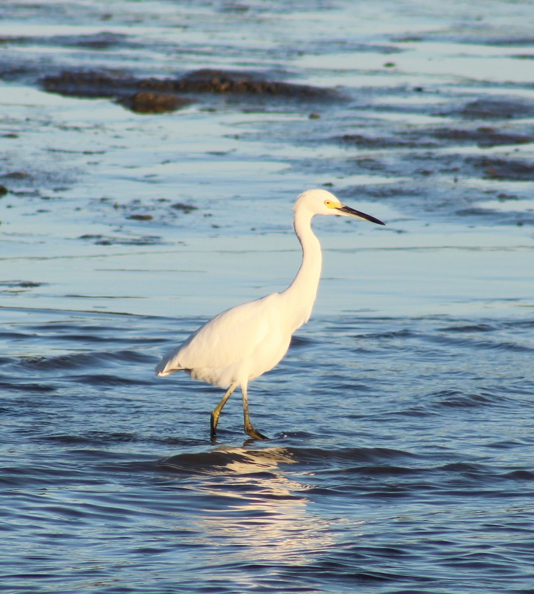 Snowy Egret - ML641771905