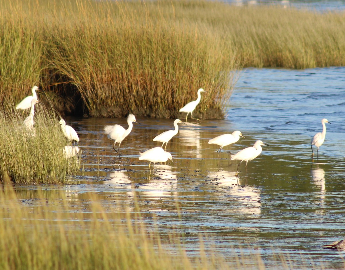 Snowy Egret - ML641771906