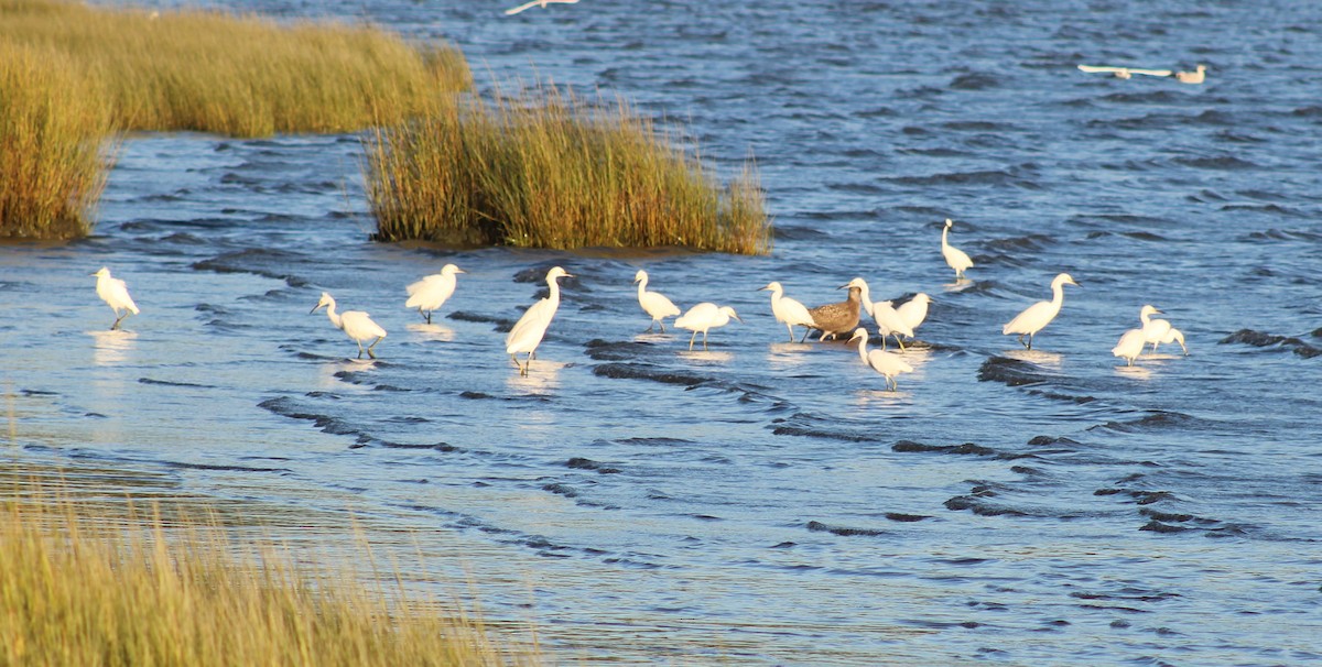 Snowy Egret - ML641771907