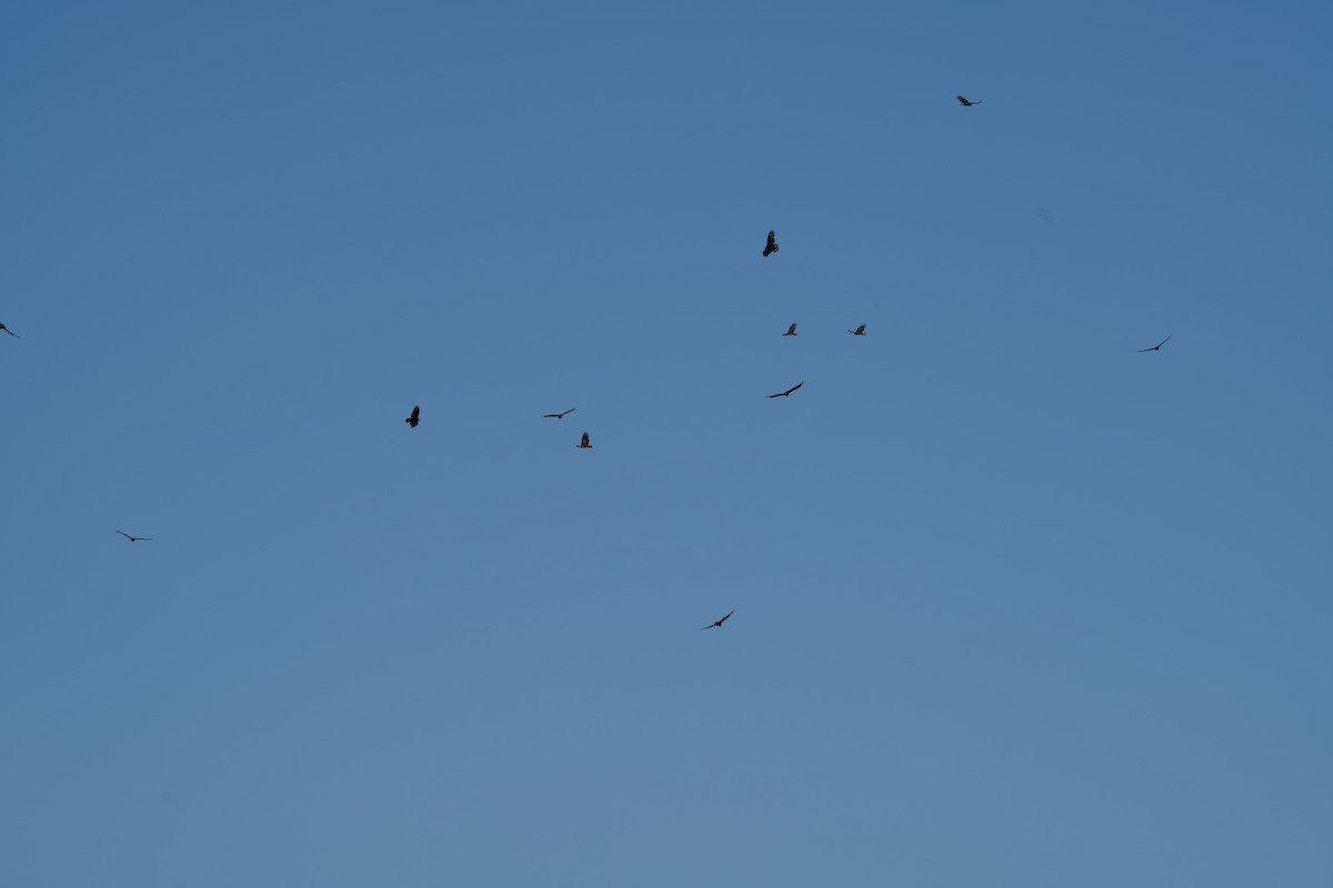 Turkey Vulture - ML641771913