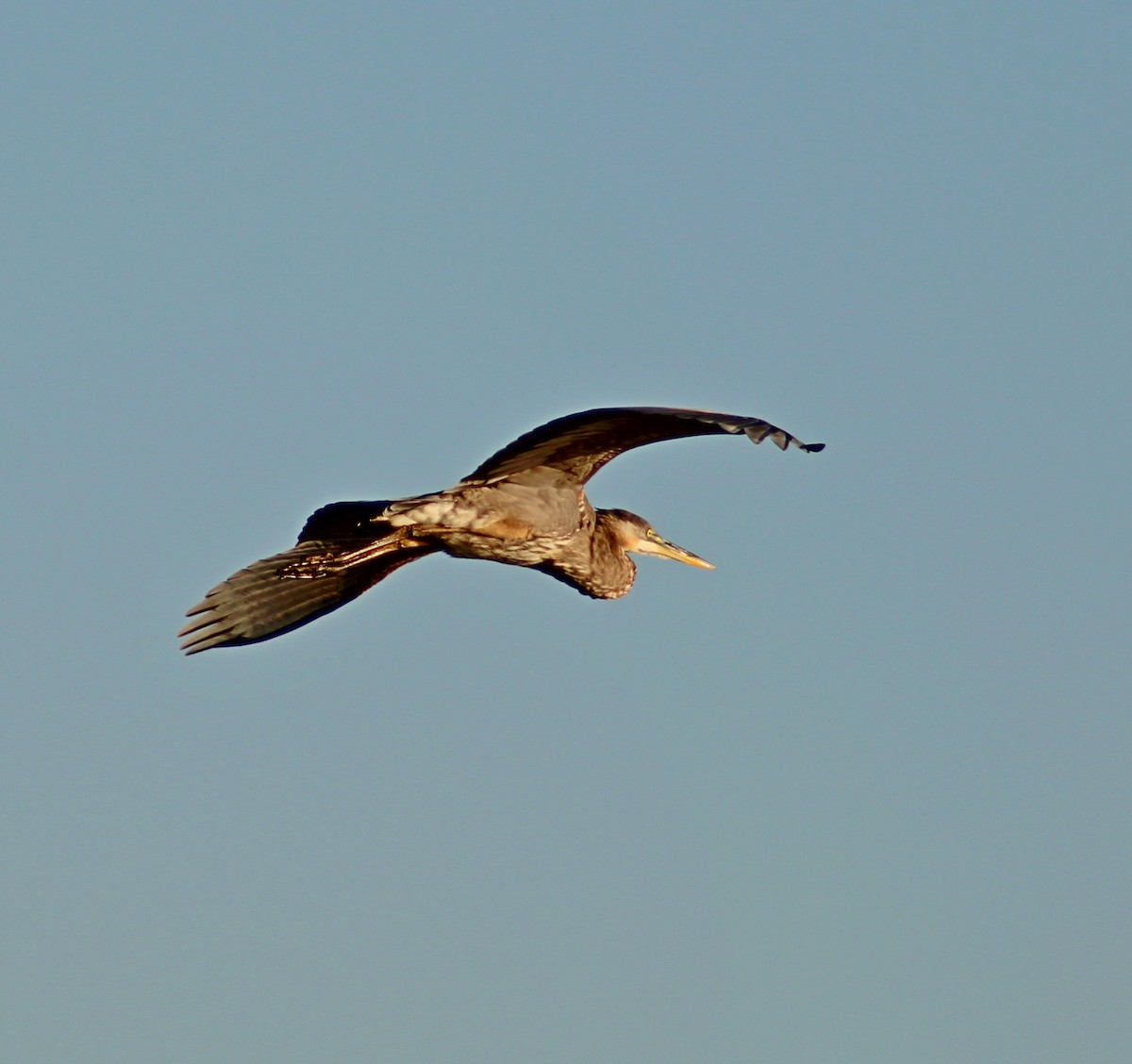 Great Blue Heron - ML641771922