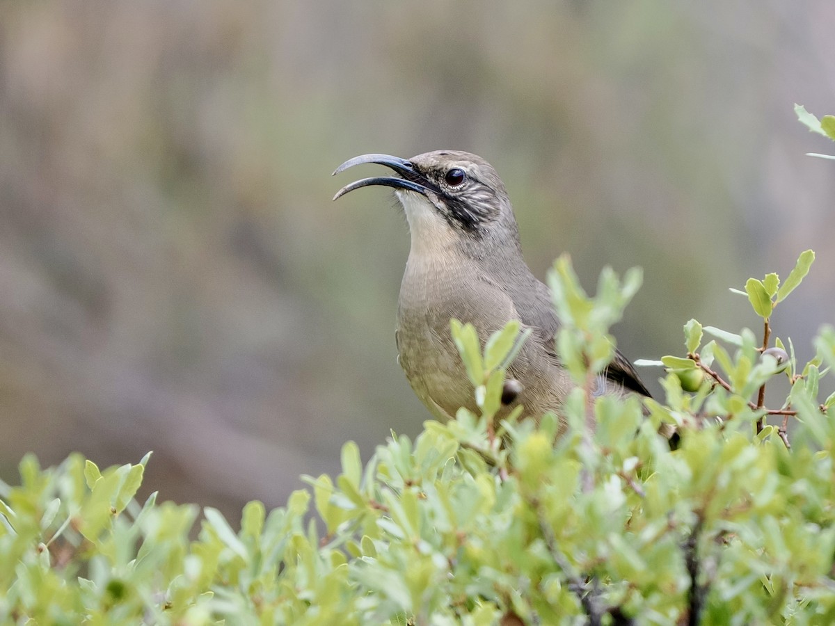 California Thrasher - ML641771926