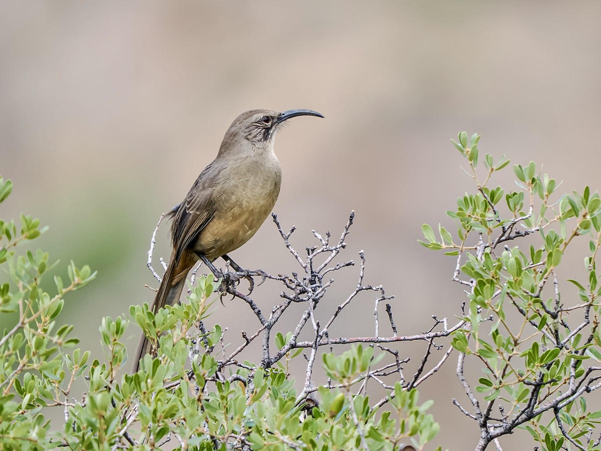 California Thrasher - ML641771927
