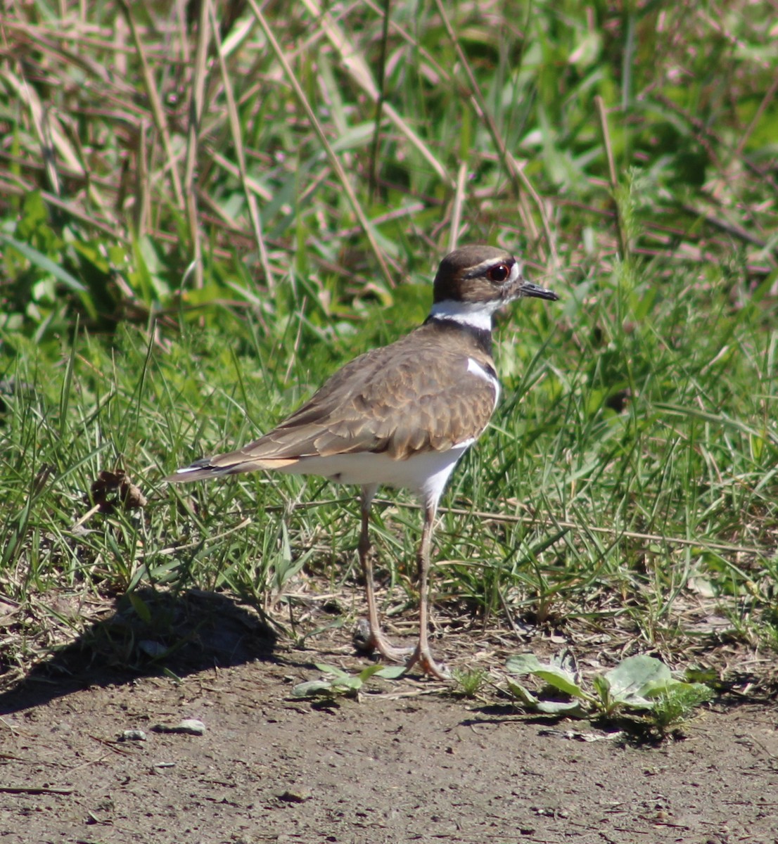 Killdeer - ML641771951