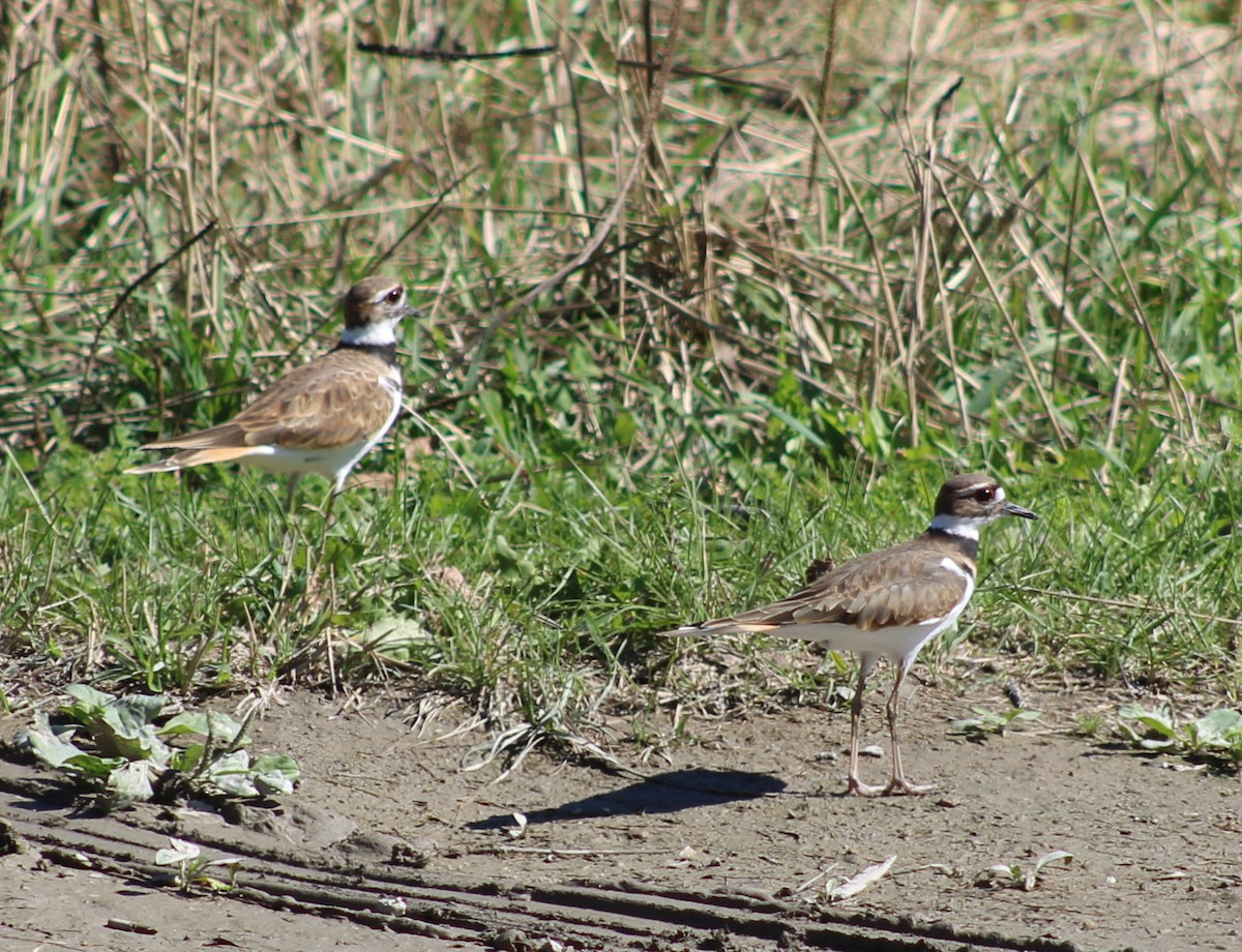 Killdeer - ML641771952