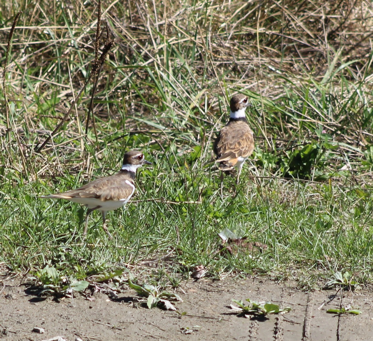 Killdeer - ML641771953
