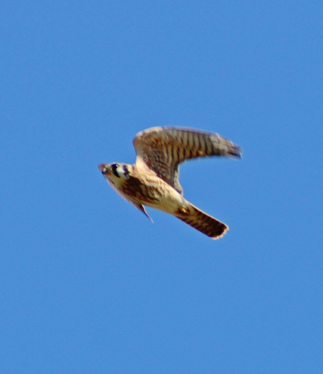 American Kestrel - ML641771963