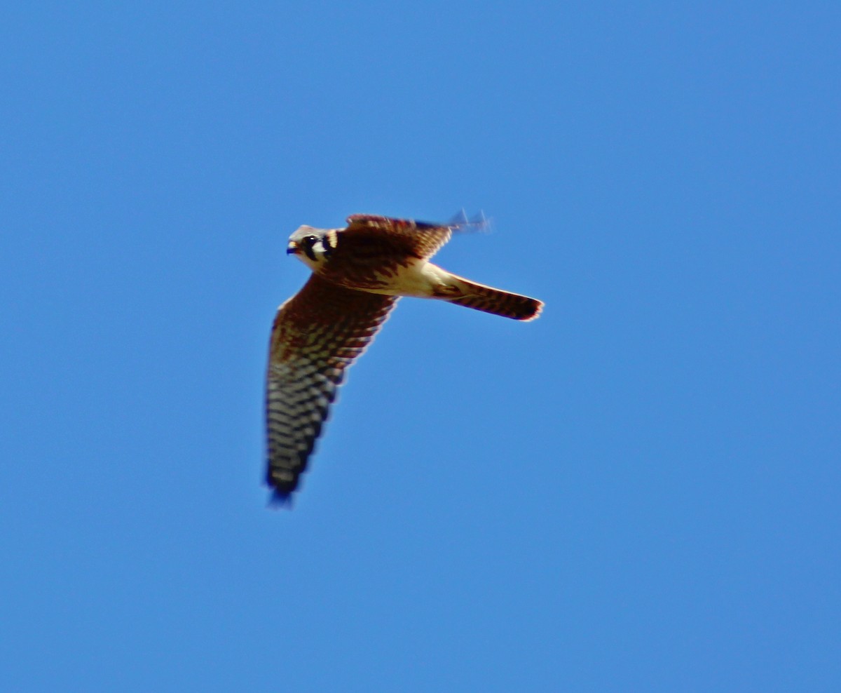 American Kestrel - ML641771964