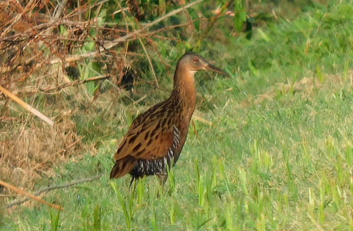 King Rail - ML641771971