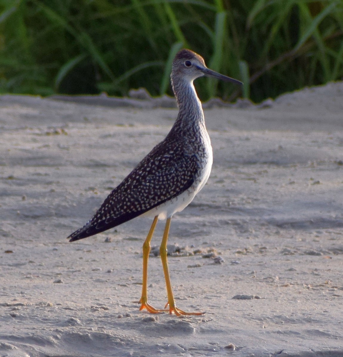 Greater Yellowlegs - ML641771979