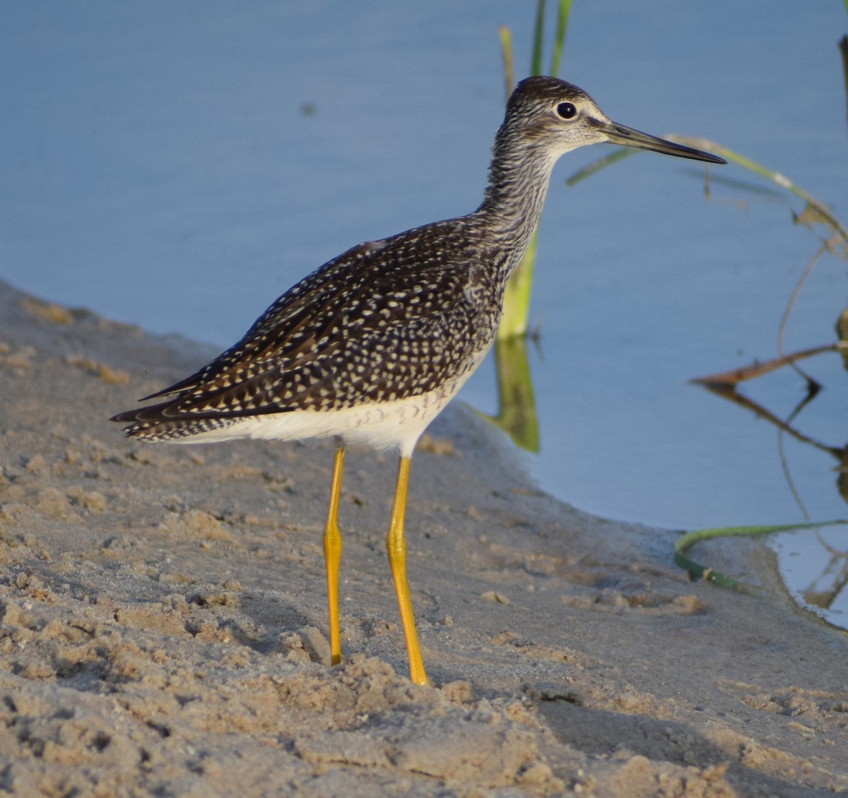 Greater Yellowlegs - ML641771980