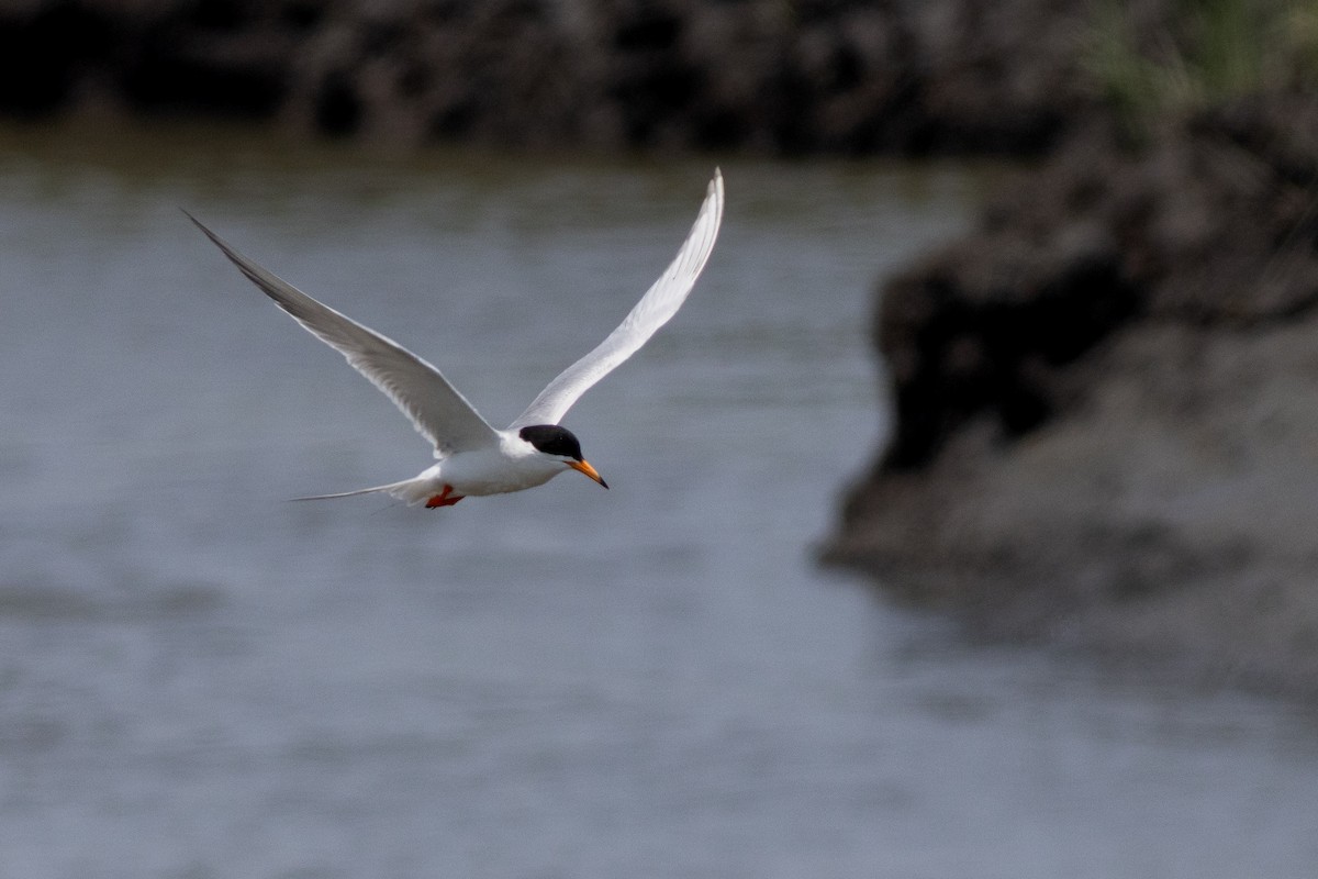 rybák severoamerický - ML641771989