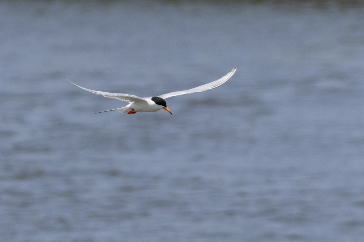 rybák severoamerický - ML641771991