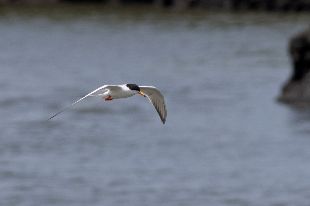 rybák severoamerický - ML641771992