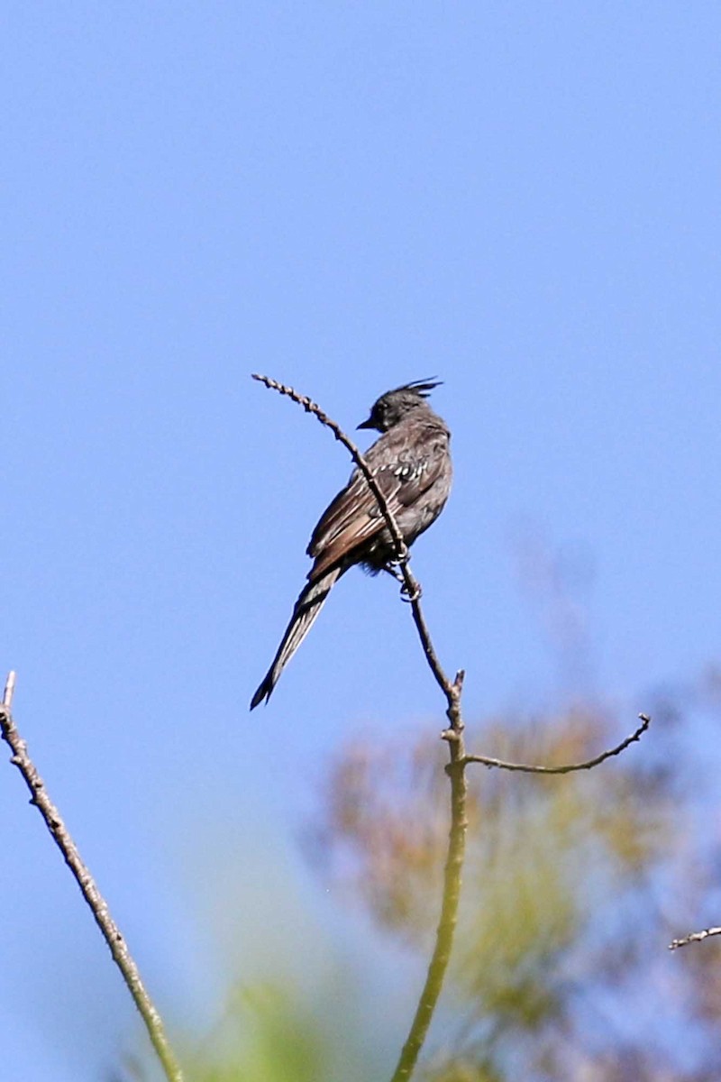 Phainopepla - ML641772007