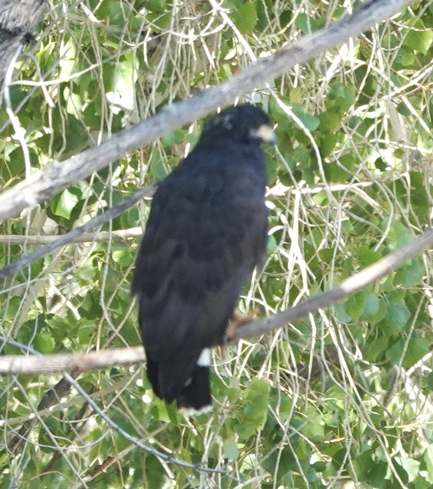 Common Black Hawk (Common) - ML641772023