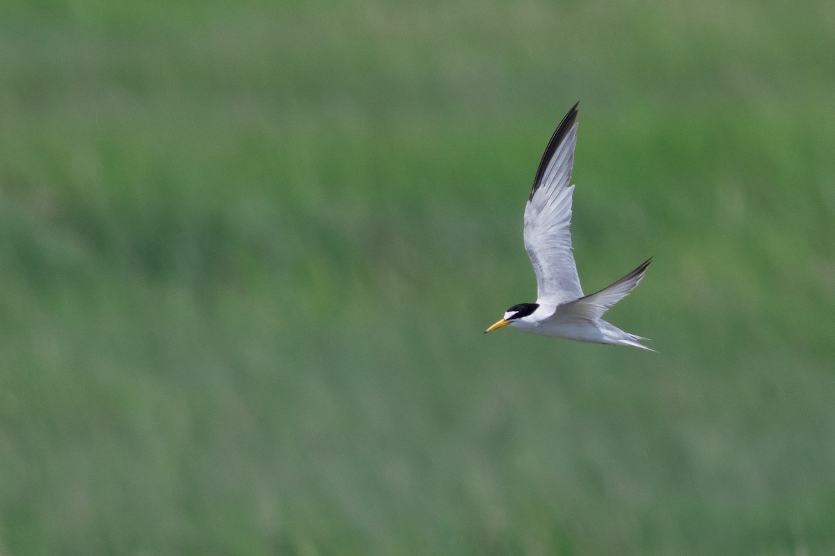 rybák nejmenší - ML641772038