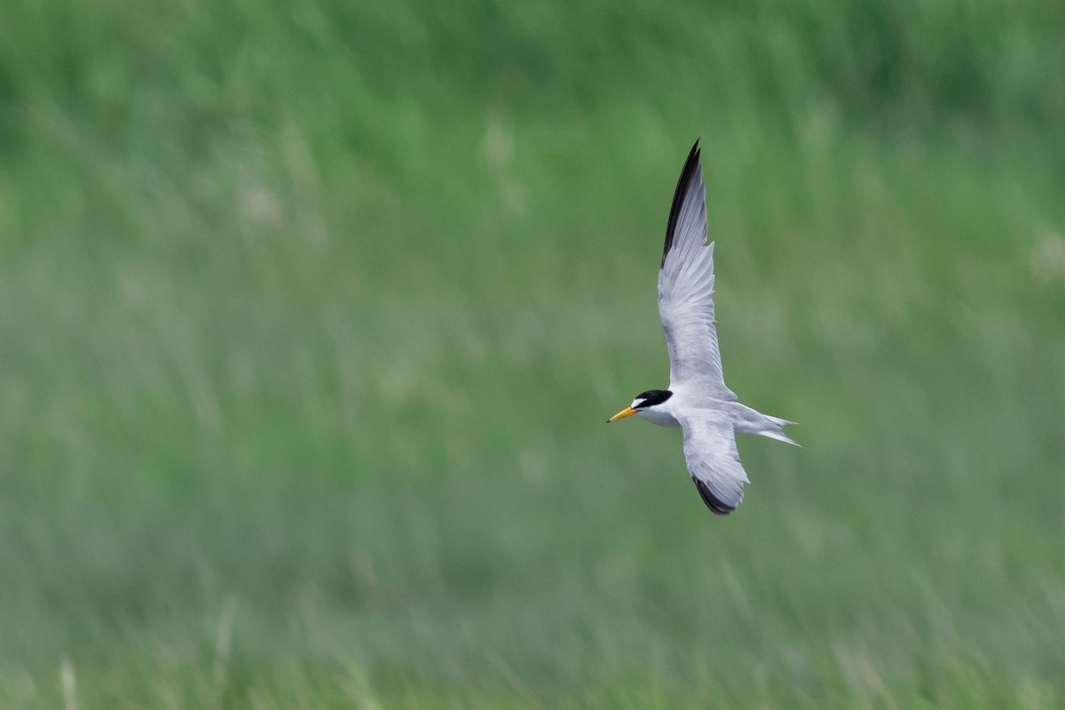 rybák nejmenší - ML641772039