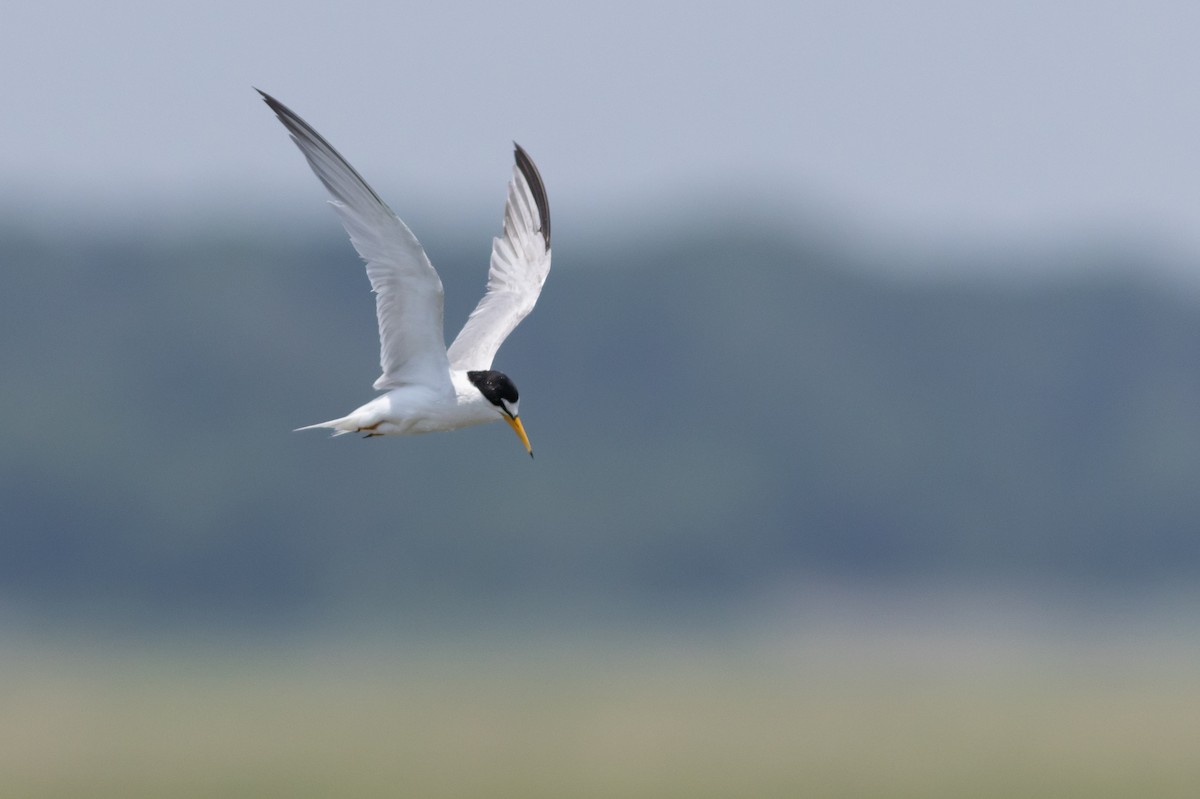 rybák nejmenší - ML641772040