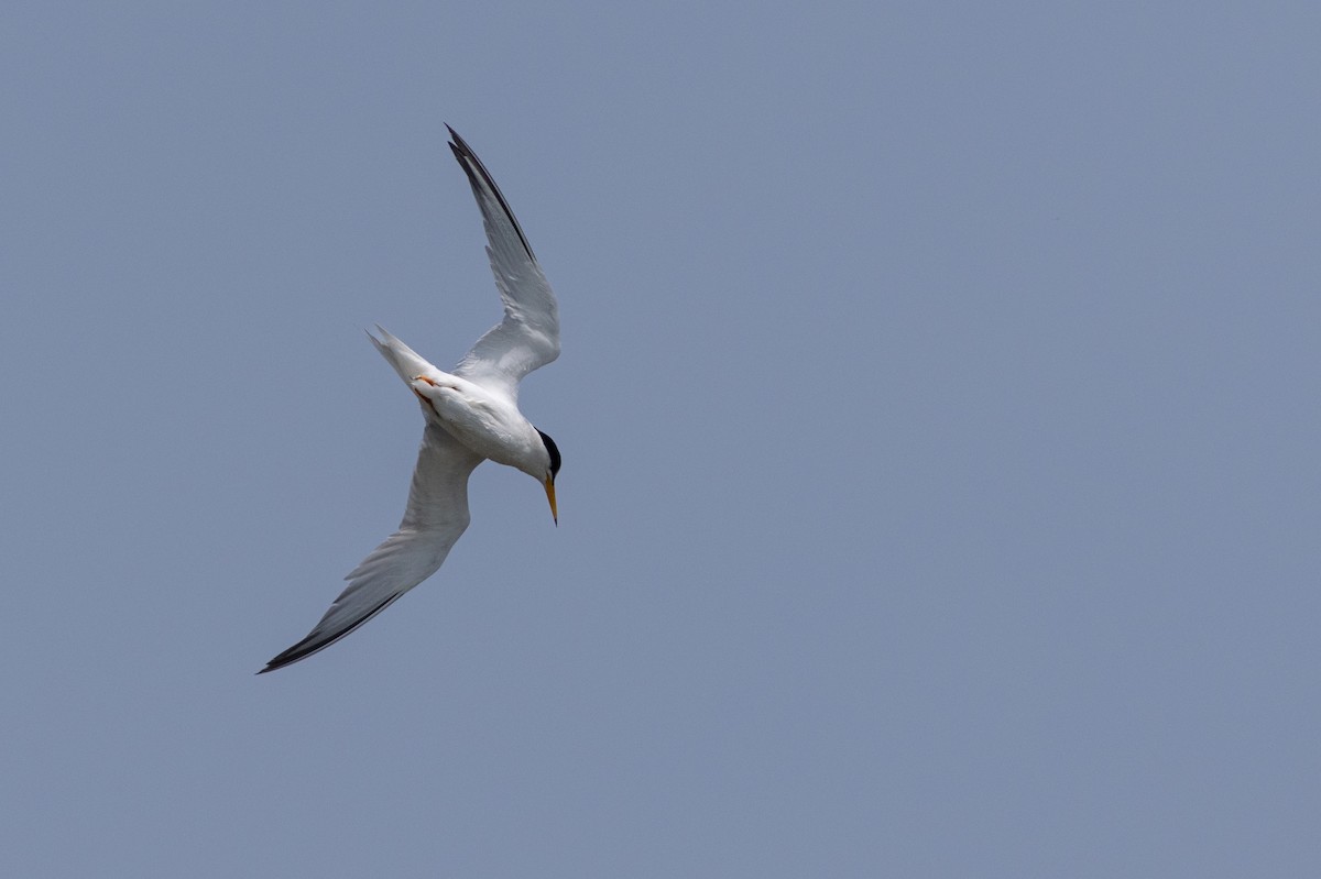 rybák nejmenší - ML641772041