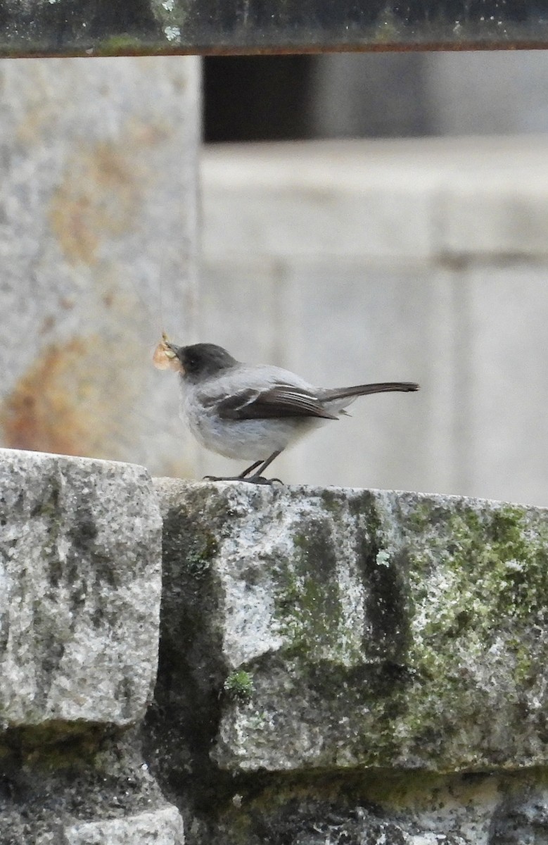 Torrent Tyrannulet - ML641772042