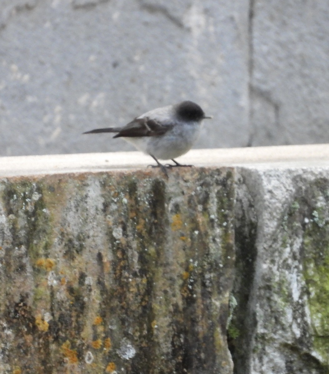 Torrent Tyrannulet - ML641772043