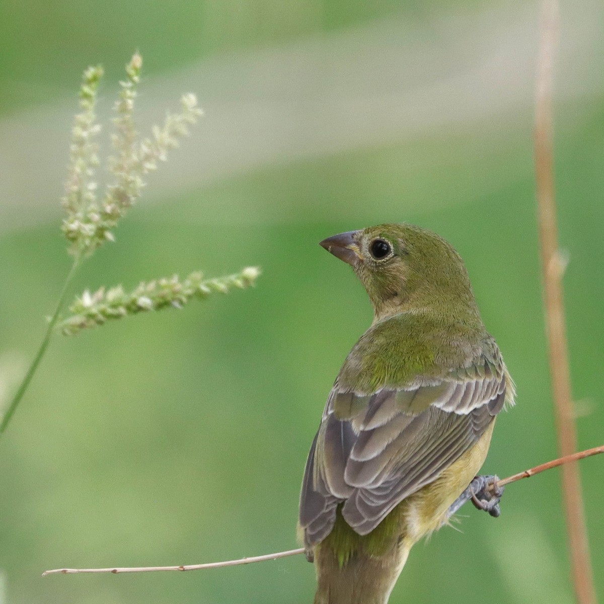 Painted Bunting - ML641772051