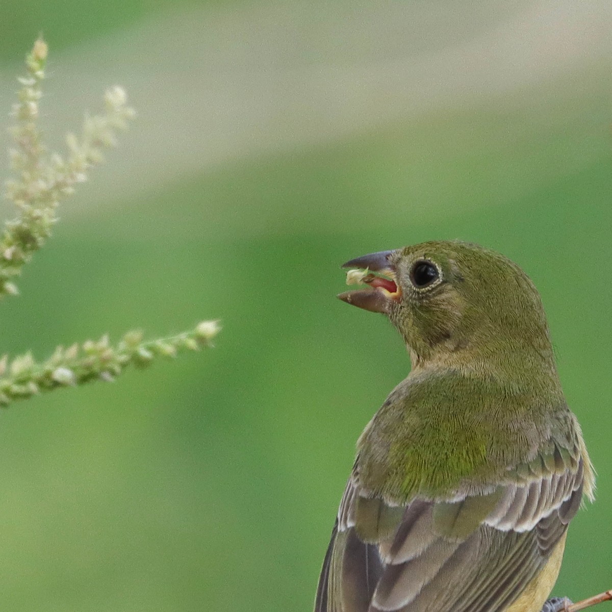 Painted Bunting - ML641772057
